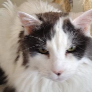 Meet your Posher, Susan